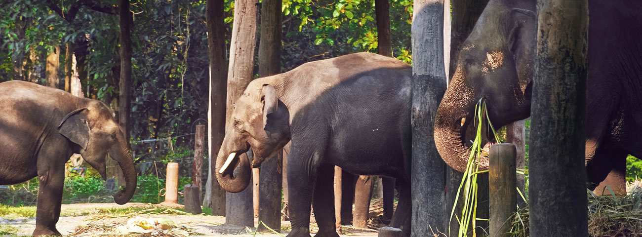 Gorumara National Park